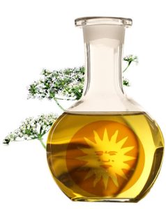 Esencia de Anís - aceite esencial de anís - Aniseed essential Oil (Pimpinella anisum)