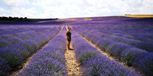 Plantación de hiervas aromáticas mediterránea 